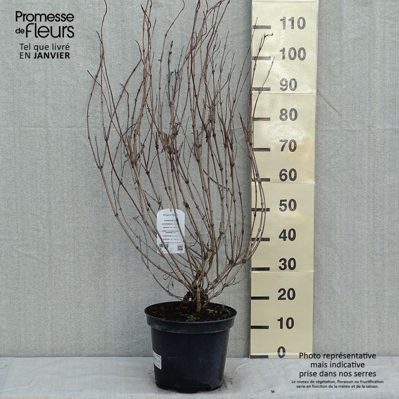 Exemplar von Weigela florida Rosea Topf mit 7,5L/10L wie im Winter geliefert