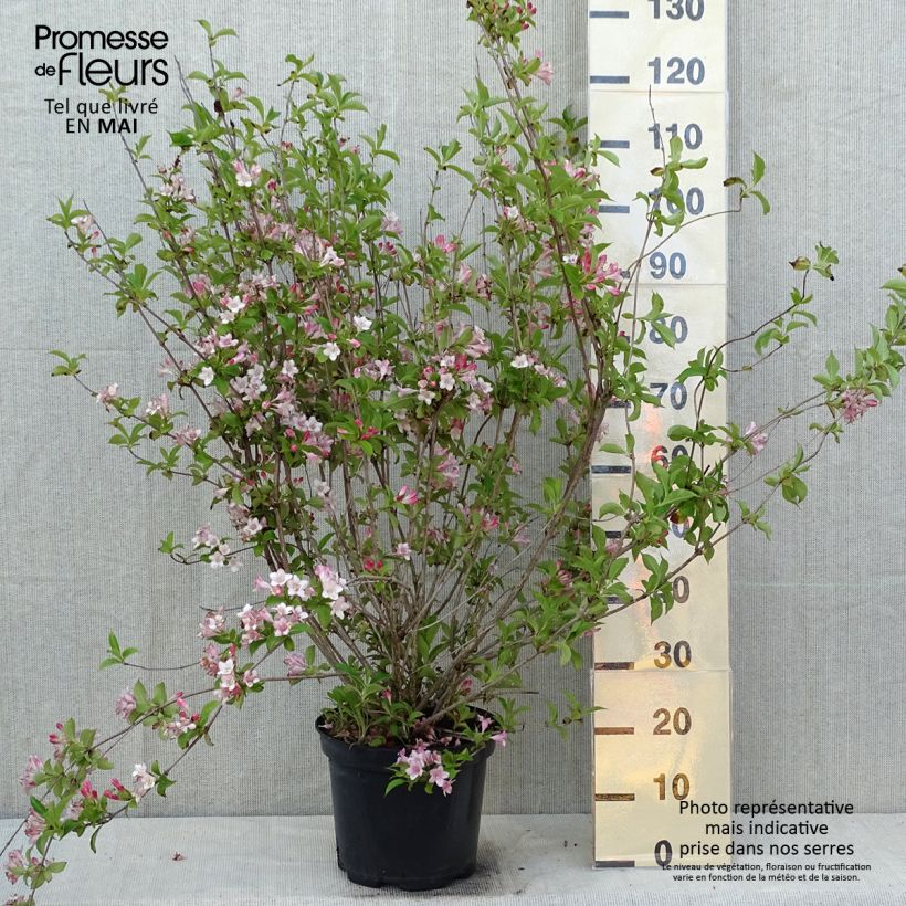 Exemplar von Weigela florida Rosea Topf mit 7,5L/10L wie im Frühjahr geliefert