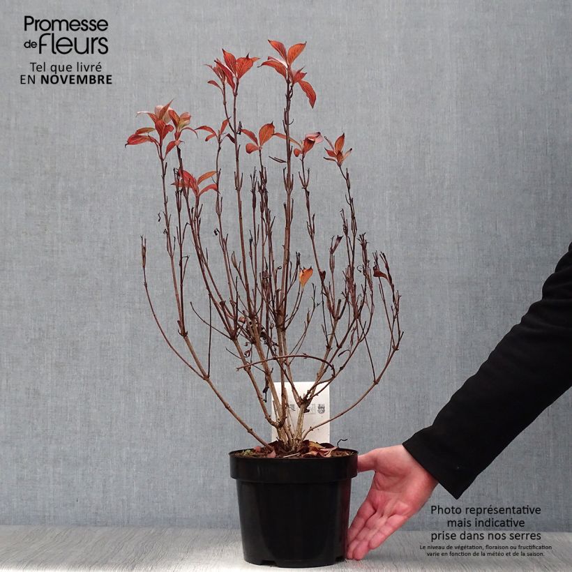 Exemplar von Weigela florida Victoria Topf mit 2L/3L wie im Herbst geliefert