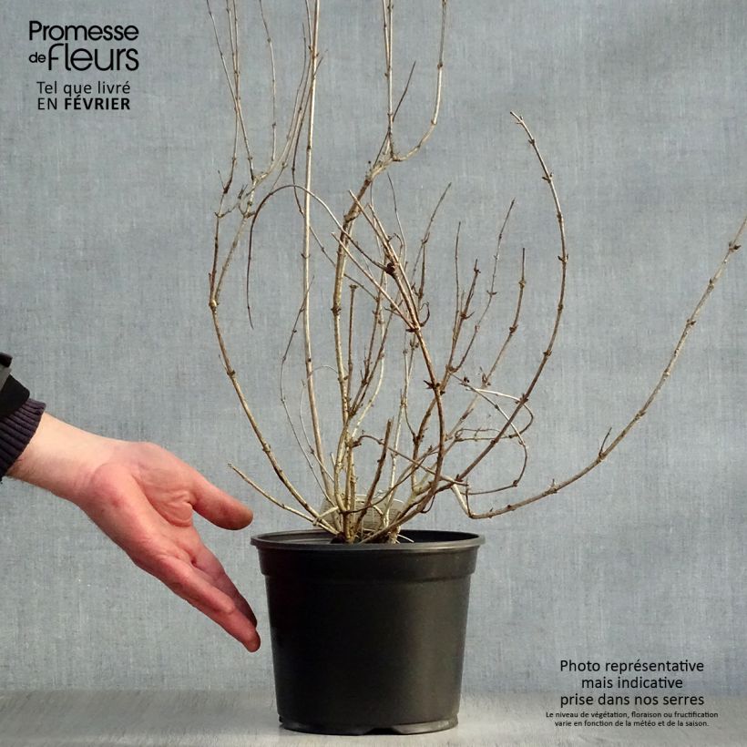 Exemplar von Weigela florida Victoria Topf mit 2L/3L wie im Winter geliefert