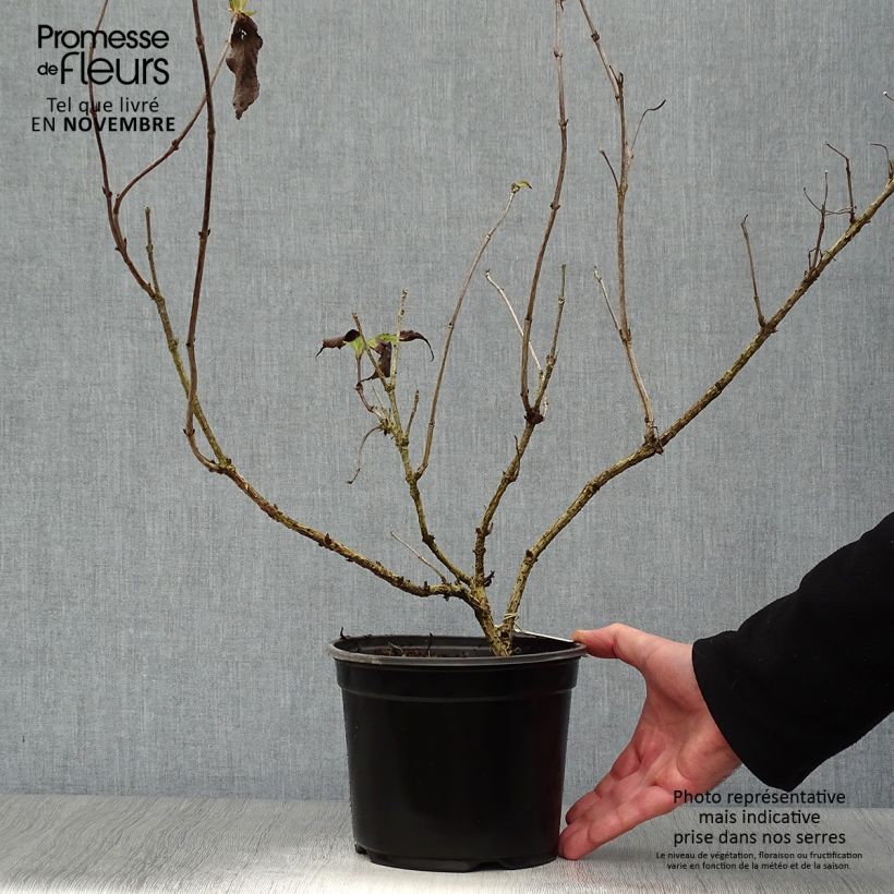 Exemplar von Weigela Red Prince Topf mit 2L/3L wie im Herbst geliefert