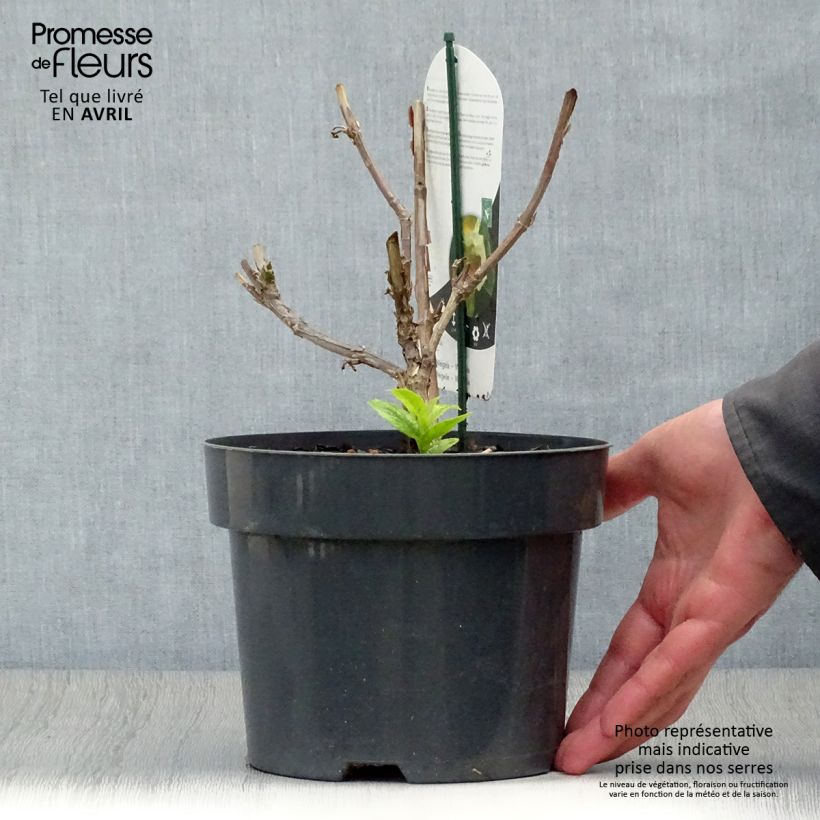 Exemplar von Weigela middendorffiana - Middendorffs Weigelie Topf mit 3L/4L wie im Frühjahr geliefert