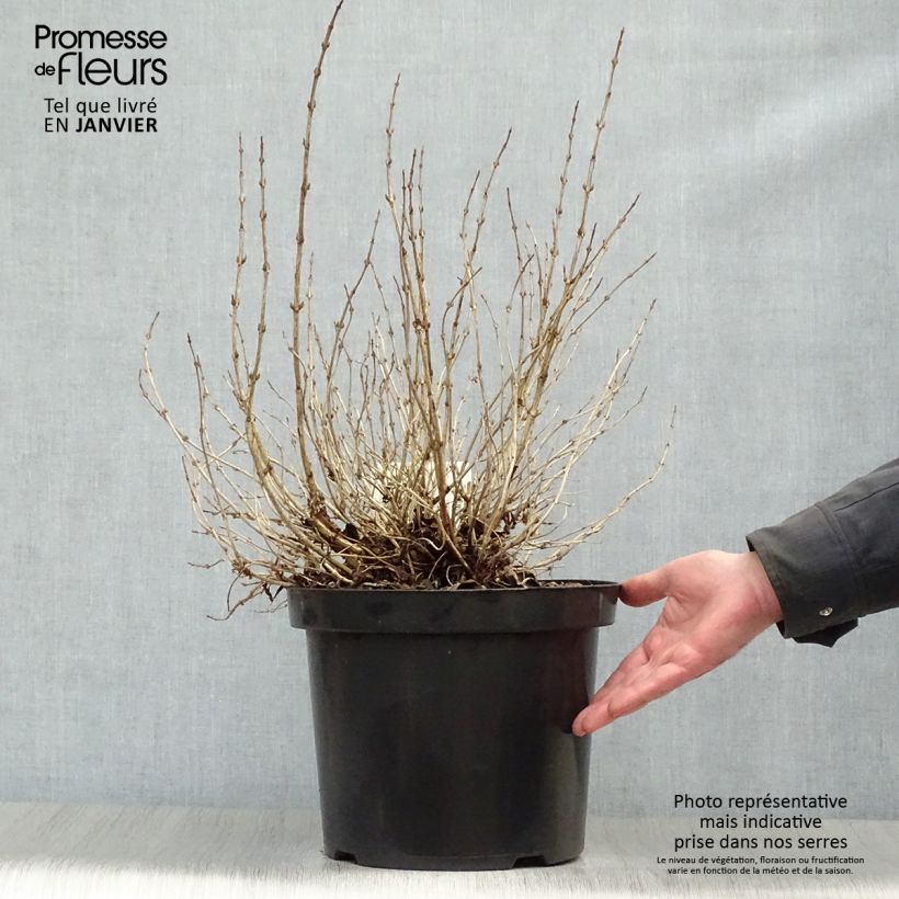 Exemplar von Weigela florida Monet Verweig Topf mit 7,5L/10L wie im Winter geliefert