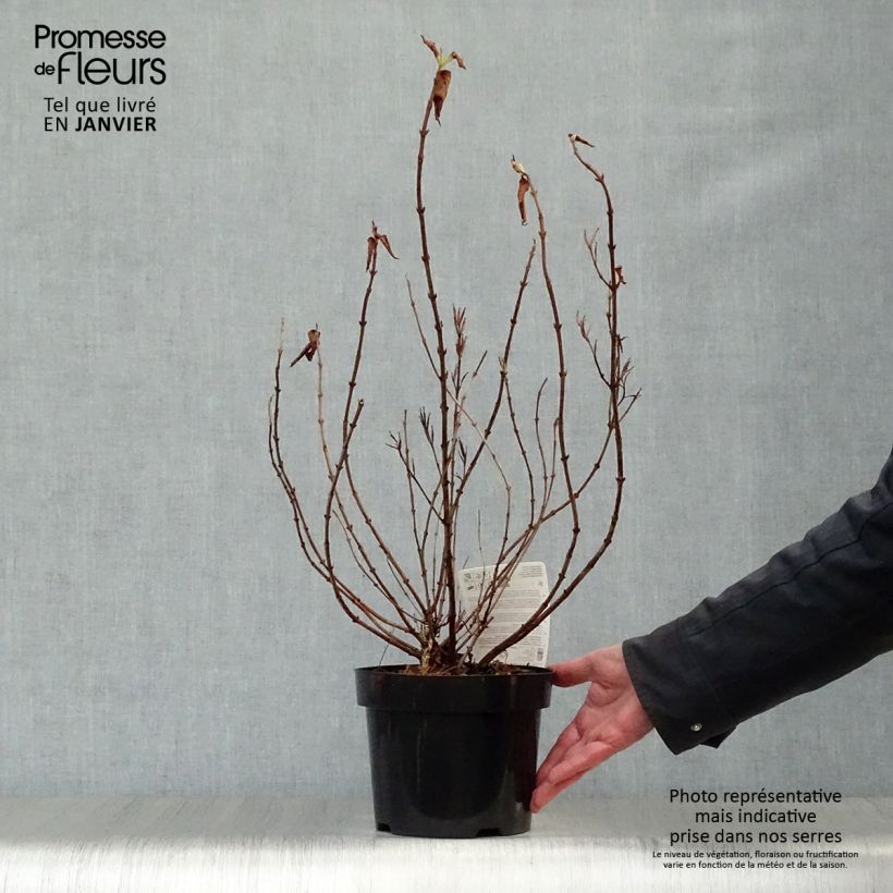 Exemplar von Weigela florida Princess Ayla Topf mit 3L/4L wie im Winter geliefert