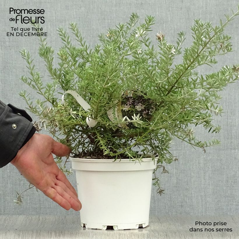 Exemplar von Westringia fruticosa White - Australischer Rosmarin Topf mit 2L/3L wie im Winter geliefert