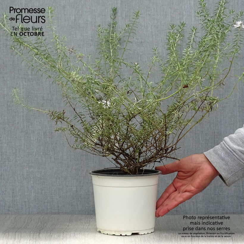 Exemplar von Westringia fruticosa White - Australischer Rosmarin Topf mit 2L/3L wie im Herbst geliefert