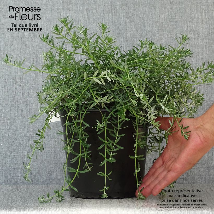 Exemplar von Westringia fruticosa Mundi - Australischer Rosmarin Topf mit 3L/4L wie im Herbst geliefert
