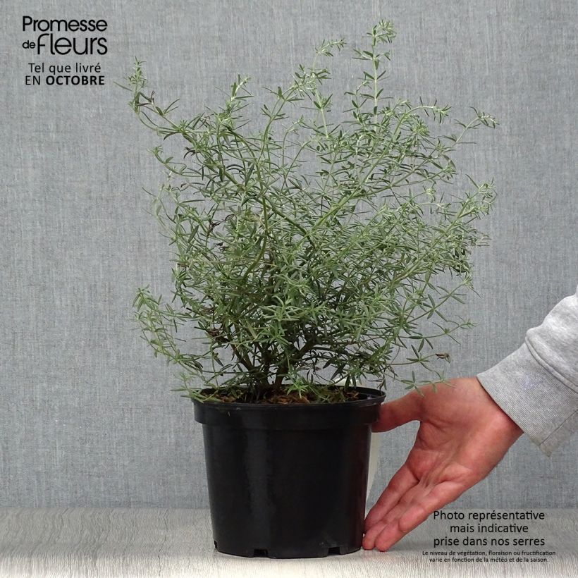 Exemplar von Westringia fruticosa - Australischer Rosmarin Topf mit 2L/3L wie im Herbst geliefert