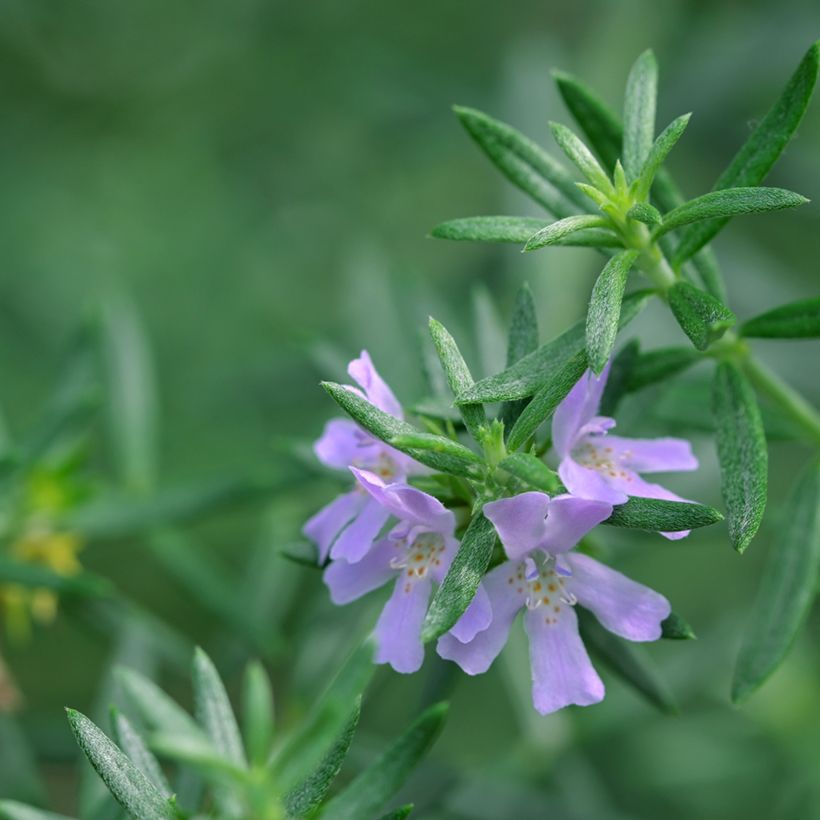 Westringia glabra (Laub)