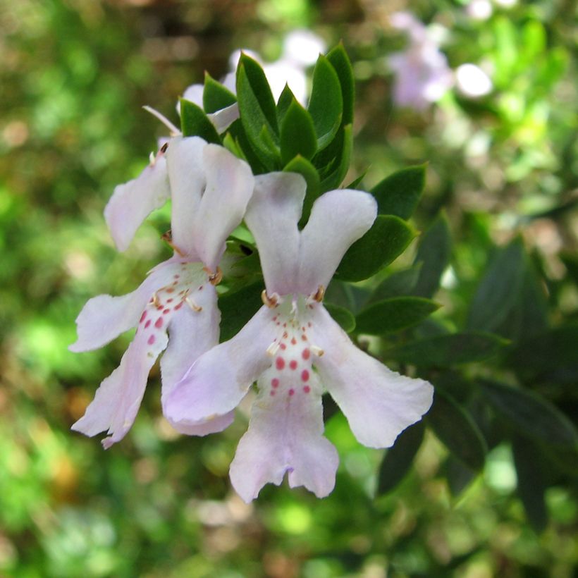 Westringia glabra (Blüte)