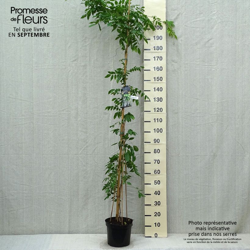 Exemplar von Wisteria floribunda Shiro-noda - Reichblütige Glyzinie Topf mit 4L/5L wie im Herbst geliefert