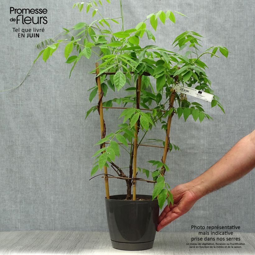 Exemplar von Wisteria frutescens Amethyst Falls - Blauregen Topf mit 3L/4L wie im Sommer geliefert
