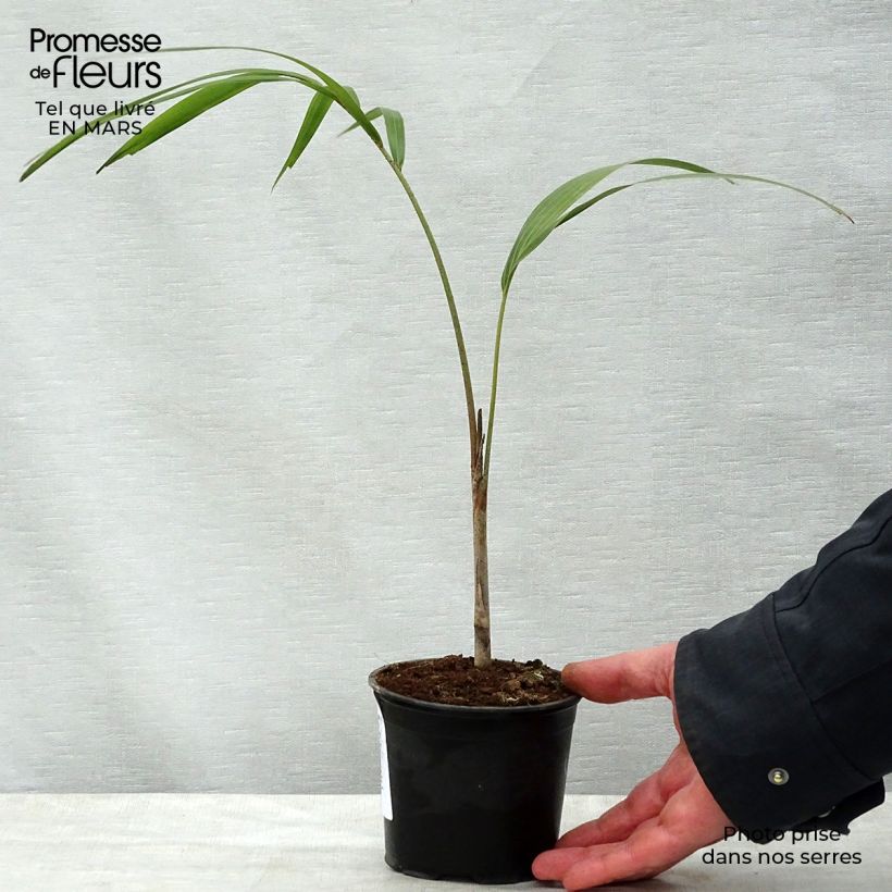 Exemplar von Wodyetia bifurcata - Fuchsschwanzpalme Topf mit 20L/25L wie im Frühjahr geliefert