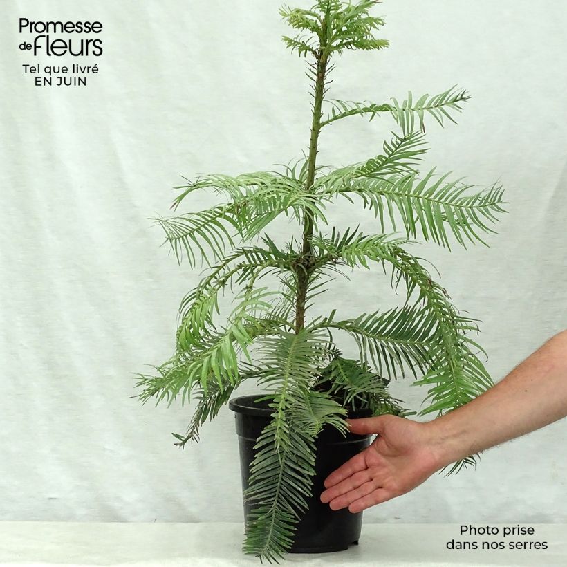 Exemplar von Wollemia nobilis - Wollemie Topf mit 6L/7L wie im Sommer geliefert