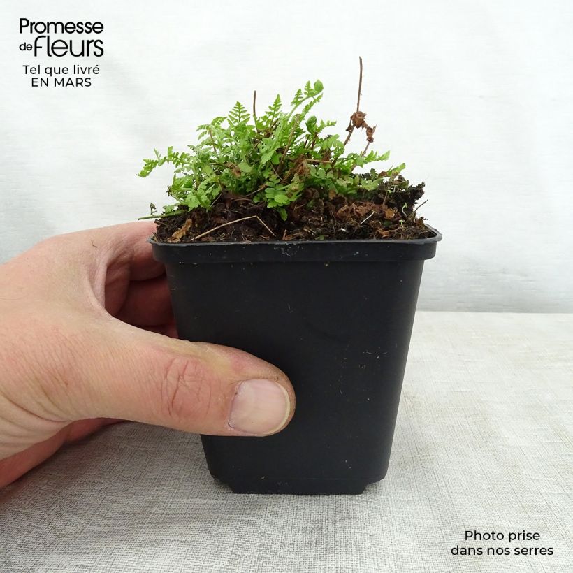 Exemplar von Woodsia obtusa - Stumpfblättriger Wimperfarn Kleine Töpfe von 8/9 cm wie im Frühjahr geliefert