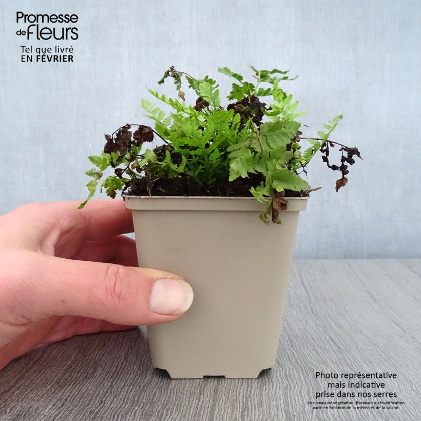 Exemplar von Woodsia obtusa - Stumpfblättriger Wimperfarn Kleine Töpfe von 8/9 cm wie im Winter geliefert