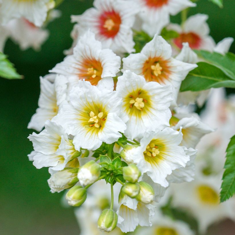 Xanthoceras sorbifolium - Gelbhorn (Blüte)