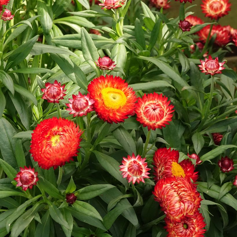 Xerochrysum bracteatum Granvia Red Flame - Garten-Strohblume (Blüte)