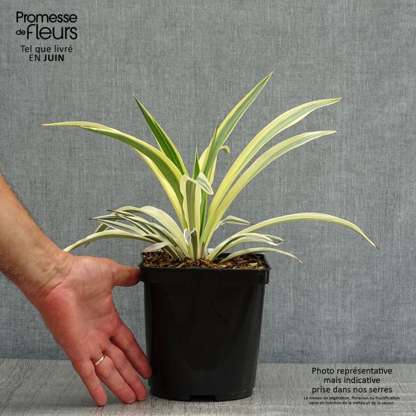 Exemplar von Yucca recurvifolia Bright Star - Palmlilie Topf mit 2L/3L wie im Sommer geliefert