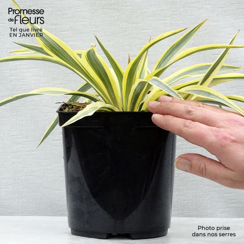 Exemplar von Yucca recurvifolia Bright Star - Palmlilie Topf mit 2L/3L wie im Winter geliefert