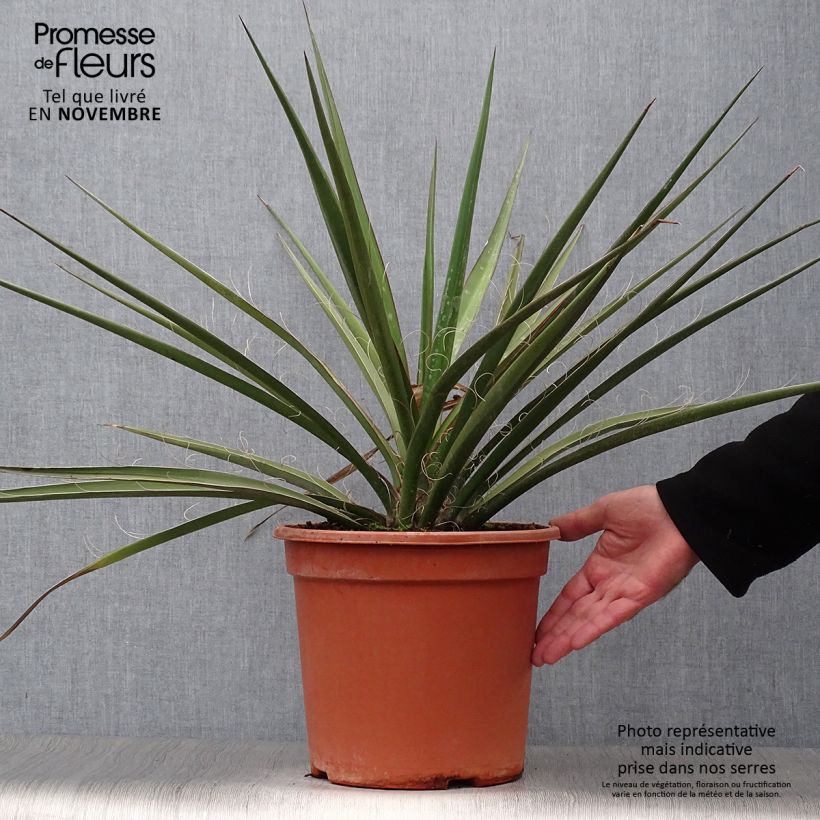Exemplar von Yucca baccata - Blaue Palmlilie Topf mit 7,5L/10L wie im Herbst geliefert
