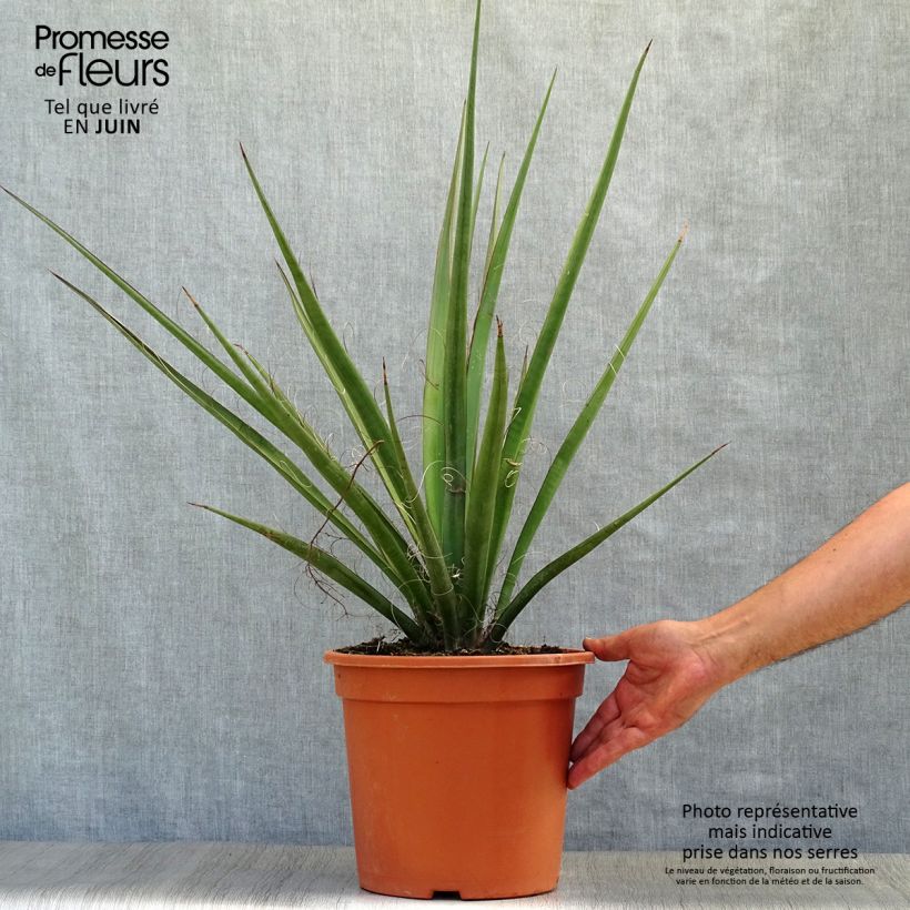 Exemplar von Yucca baccata - Blaue Palmlilie Topf mit 7,5L/10L wie im Sommer geliefert