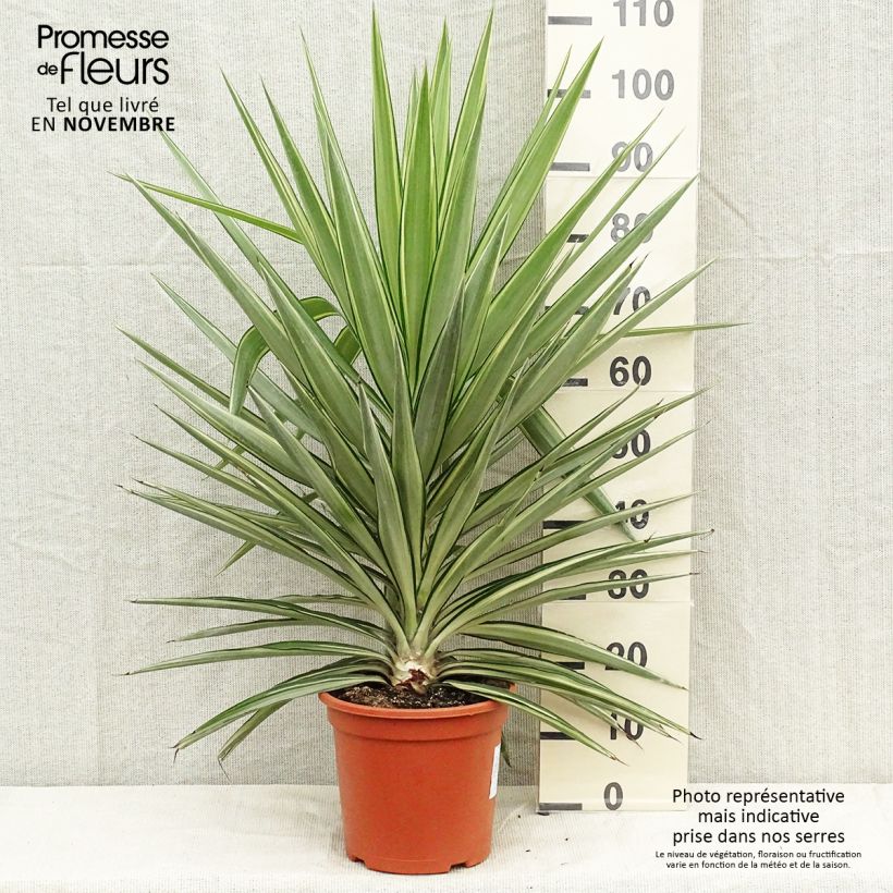 Exemplar von Yucca elephantipes Jewel - Riesen-Palmlilie Topf mit 7,5L/10L wie im Herbst geliefert