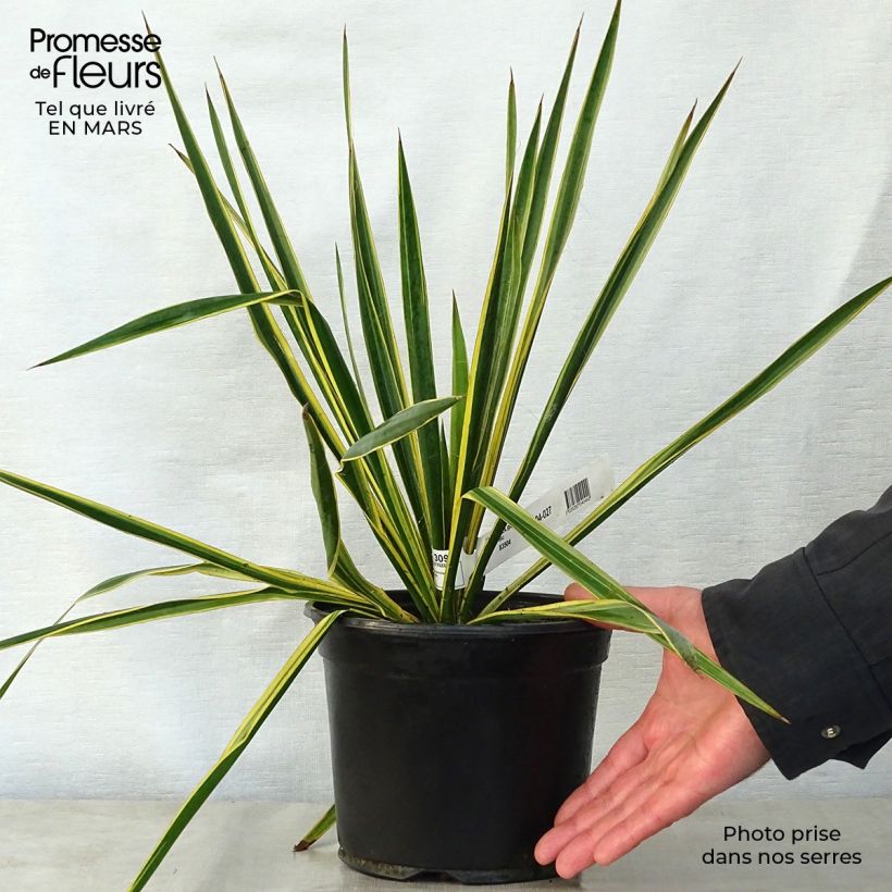 Exemplar von Yucca filamentosa Bright Edge - Fädige Palmlilie Topf mit 2L/3L wie im Frühjahr geliefert