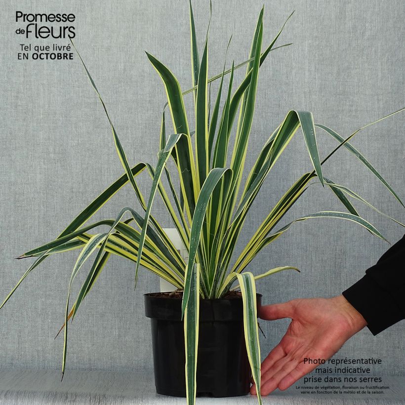 Exemplar von Yucca filamentosa Bright Edge - Fädige Palmlilie Topf mit 2L/3L wie im Herbst geliefert