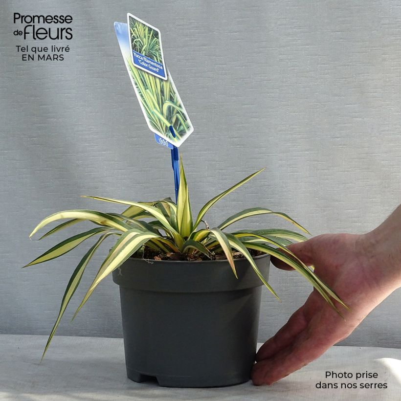 Exemplar von Yucca filamentosa Colour Guard - Fädige Palmlilie Topf mit 2L/3L wie im Frühjahr geliefert