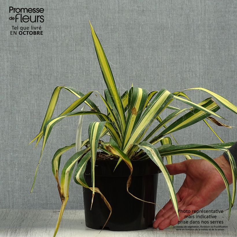 Exemplar von Yucca filamentosa Colour Guard - Fädige Palmlilie Topf mit 2L/3L wie im Herbst geliefert
