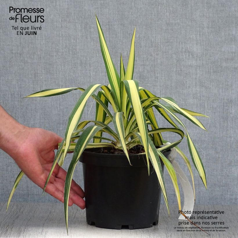 Exemplar von Yucca filamentosa Colour Guard - Fädige Palmlilie Topf mit 2L/3L wie im Sommer geliefert