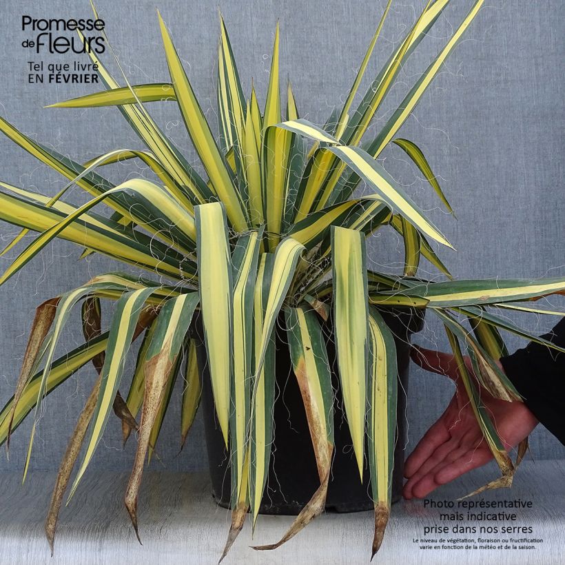 Exemplar von Yucca filamentosa Colour Guard - Fädige Palmlilie Topf mit 4L/5L wie im Winter geliefert