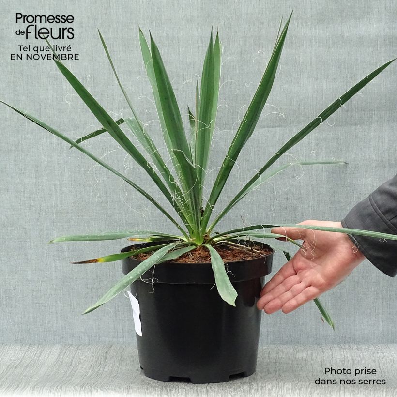 Exemplar von Yucca filamentosa - Fädige Palmlilie Topf mit 6L/7L wie im Herbst geliefert