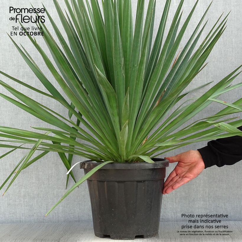 Exemplar von Yucca gloriosa - Kerzen-Palmlilie Topf mit 7,5L/10L wie im Herbst geliefert