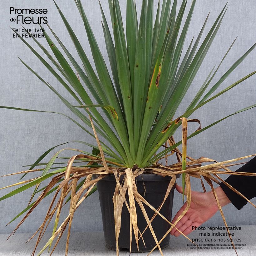 Exemplar von Yucca gloriosa - Kerzen-Palmlilie Topf mit 7,5L/10L wie im Winter geliefert