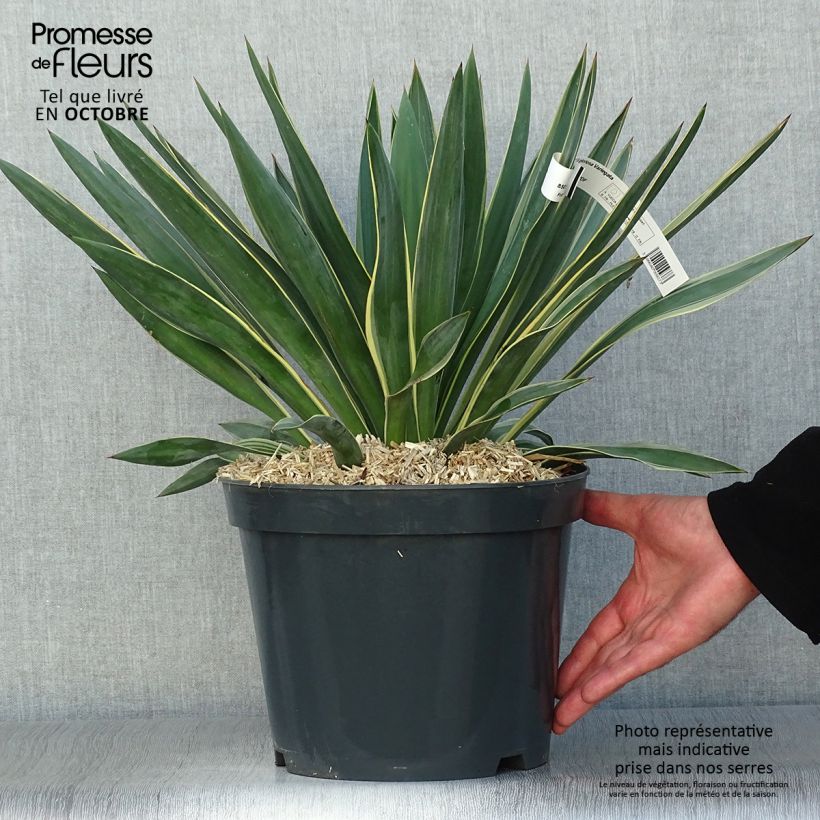 Exemplar von Yucca gloriosa Variegata - Kerzen-Palmlilie Topf mit 4L/5L wie im Herbst geliefert