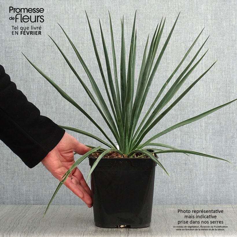 Exemplar von Yucca rigida Blue Sentry - Starre Palmlilie Topf mit 3L/4L wie im Winter geliefert