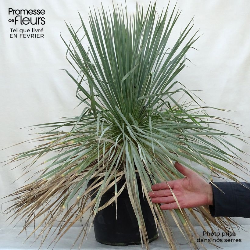 Exemplar von Yucca rostrata - Schnabel-Palmlilie Topf mit 12L/15L wie im Winter geliefert