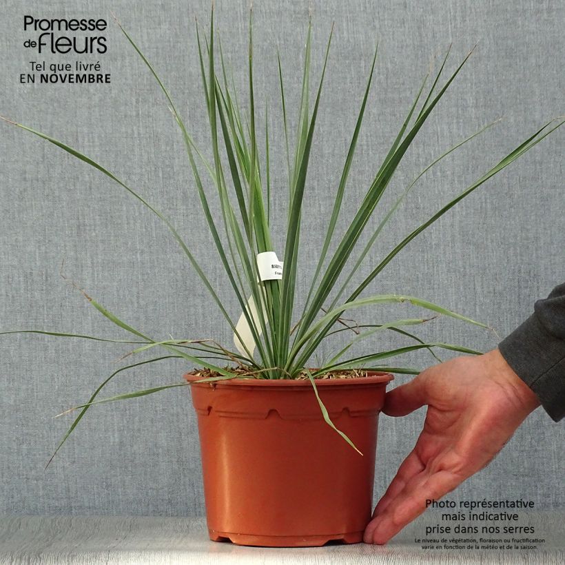 Exemplar von Yucca rostrata - Schnabel-Palmlilie Topf mit 2L/3L wie im Herbst geliefert