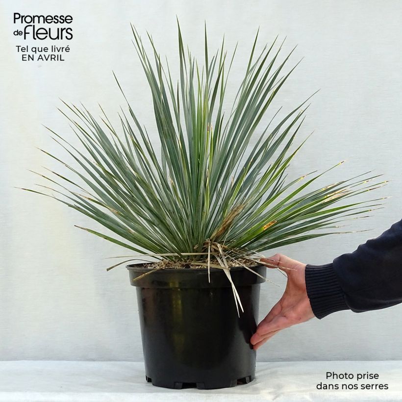 Exemplar von Yucca rostrata - Schnabel-Palmlilie Topf mit 3L/4L wie im Frühjahr geliefert