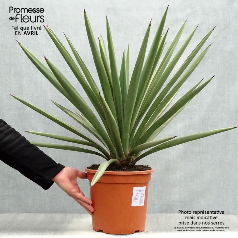 Exemplar von Yucca torreyi - Torrey-Palmlilie Topf mit 7,5L/10L wie im Frühjahr geliefert
