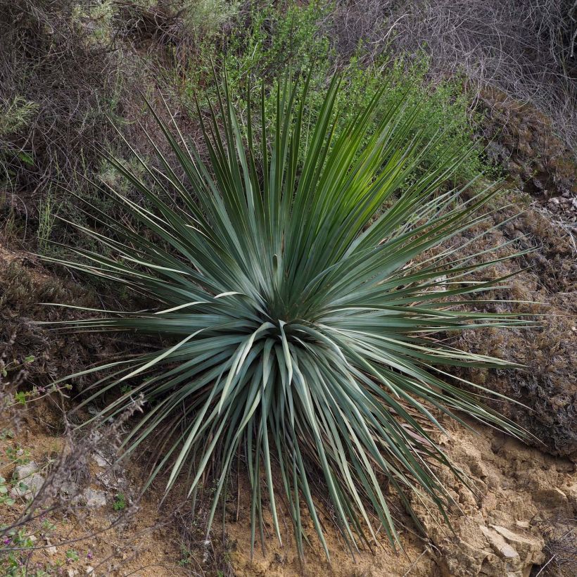 Yucca whipplei - Palmlilie (Hafen)