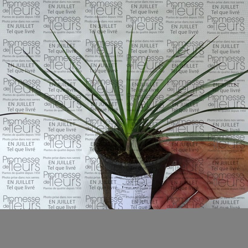 Exemplar von Yucca whipplei - Palmlilie Topf 12 cm / 13 cm wie im Sommer geliefert