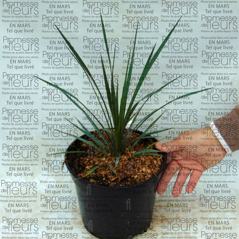 Beispiel eines Exemplars von Yucca whipplei - Palmlilie Topf mit 7,5L/10L wie geliefert