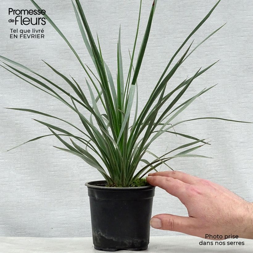 Exemplar von Yucca whipplei - Palmlilie Topf 12 cm / 13 cm wie im Winter geliefert