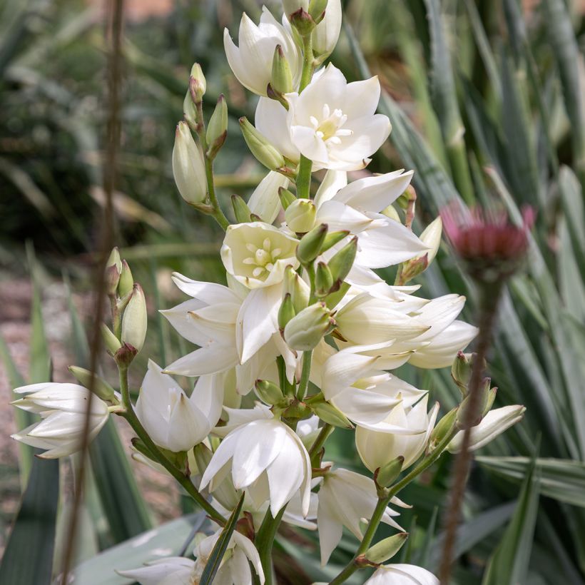 Yucca filamentosa - Fädige Palmlilie (Blüte)