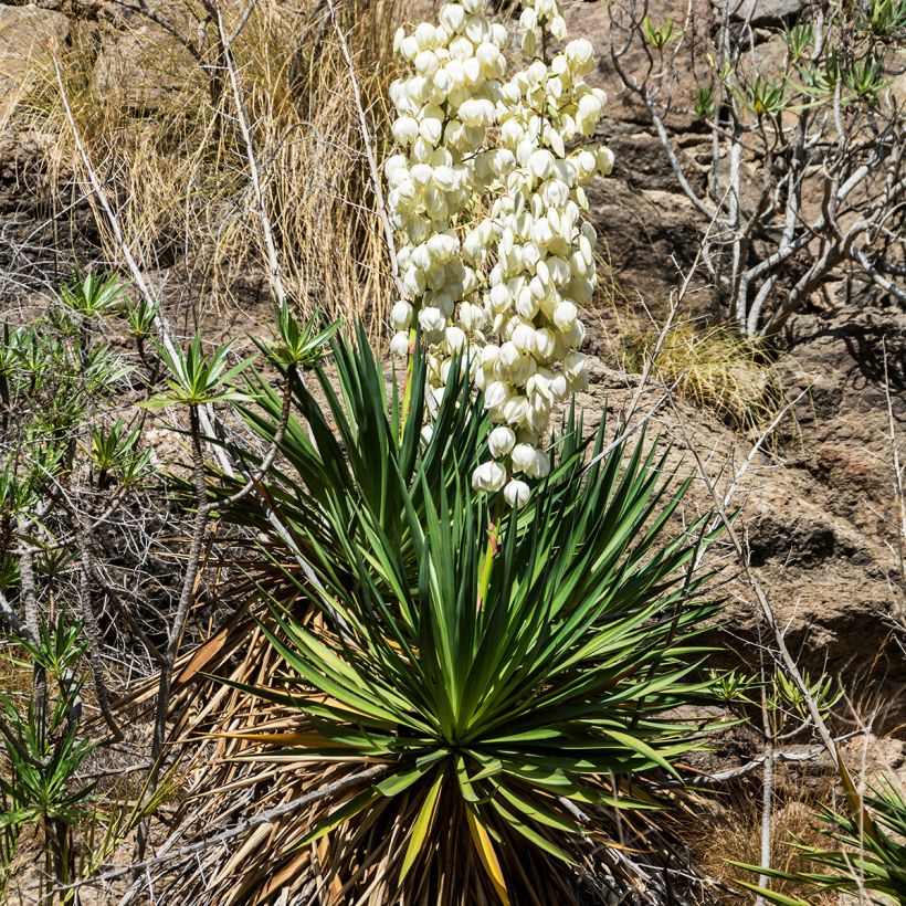 Yucca filamentosa - Fädige Palmlilie (Wuchs)