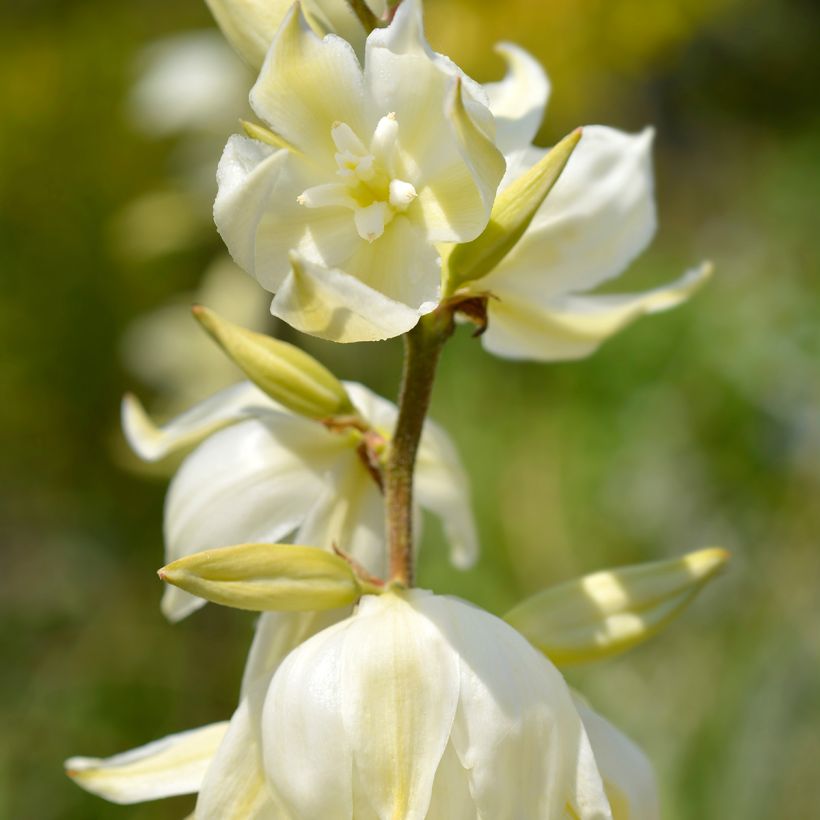 Yucca gloriosa Variegata - Kerzen-Palmlilie (Blüte)