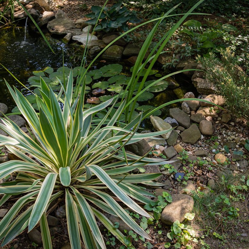Yucca gloriosa Variegata - Kerzen-Palmlilie (Wuchs)
